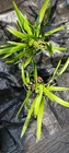 Orchid Cattleya B Nodosa X (cherry Suisse Aclandiae) 4" Pots Mad Happenings. Price: $18.95.