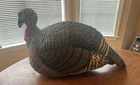 Hunters Specialties/hs Strut-lite Jake Turkey Decoy No Stakes New. Price: $45.00.