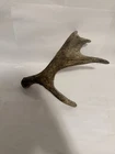 Wyoming Moose Shed Antler Horn Taxidermy Mount Craft Rustic Hunting Game Used. Price: $115.00.