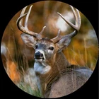 Deer Buck Hunter Rack Woods Drink Coasters Polyester Top Rubber Bottom SETOF4 New. Price: $12.00.