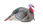 Hunters Specialties Hs Strut Lite Jake Turkey Decoy Foldable Realistic New. Price: $85.62.