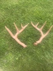 Primos Hunting Fightin' Horns Used. Price: $19.99.