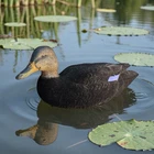 Avian X Fully Flocked Top Flight Duck Decoy Black Mallard Floater Hunting Season Used. Price: $50.00.