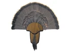 Turkey Tail & Beard Mounting Kit Hs Strut 00849 Trophy Plaque + Brass Tag New Pk. Price: $24.95.