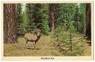 Woodland Buck Rack Of Antlers Woods Deer Postcard Vintage Wildlife Animal Used. Price: $5.99.