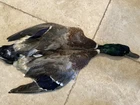 Drake Mallard Duck Full Skin 2-WINGS Fly Tying/fishing Barred Flank Feathers New. Price: $99.95.