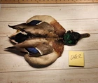 Mallard Drake Duck Pelt Lot 04612 New. Price: $70.00.