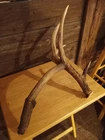 Wild Trophy Whitetail Deer Shed Antler Mega Droptine Rack Horn Collector Piece Used. Price: $1899.99.