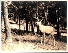 Vtg C. 1924 Gregg Photo Mule Deer Buck Big Rack Woods Used. Price: $11.38.
